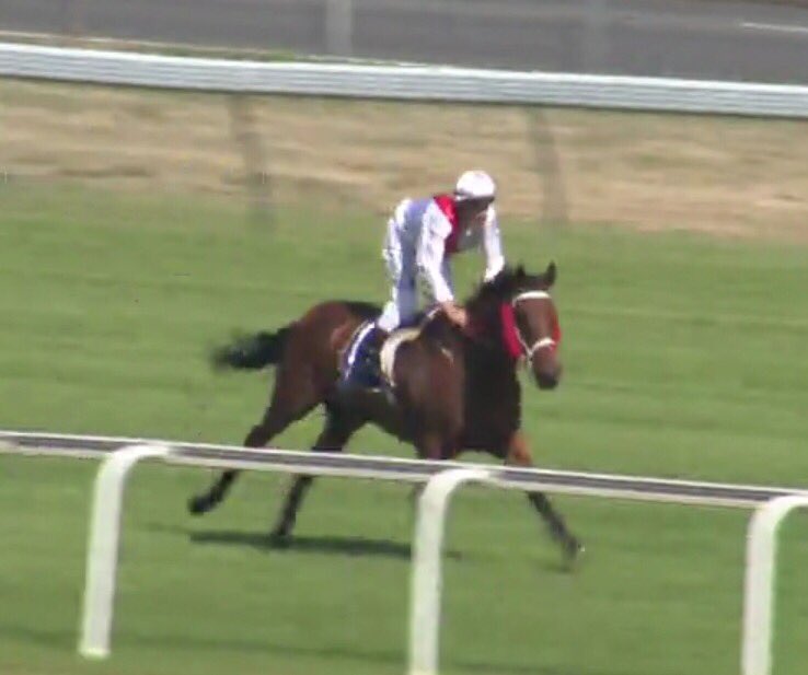 Bruntonracing's tweet photo. Mandela Effect & @maskiell_jason return to scale winners following the @mmsnippets 3&4yo Classic
Plenty more to come from this bloke #tasracing #putintakeout #betterthanbankinterest #letsfindanotherone https://t.co/H6wQ836UQJ