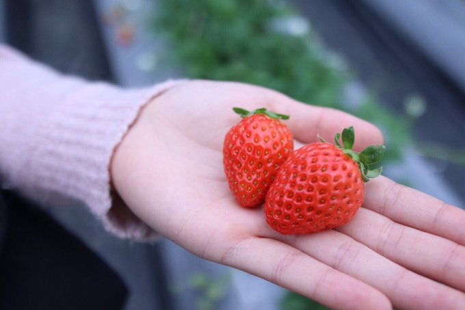 熊本でいちご狩りがおすすめの農園12選 食べ放題の料金や旬の時期は 旅行 お出かけの情報メディア