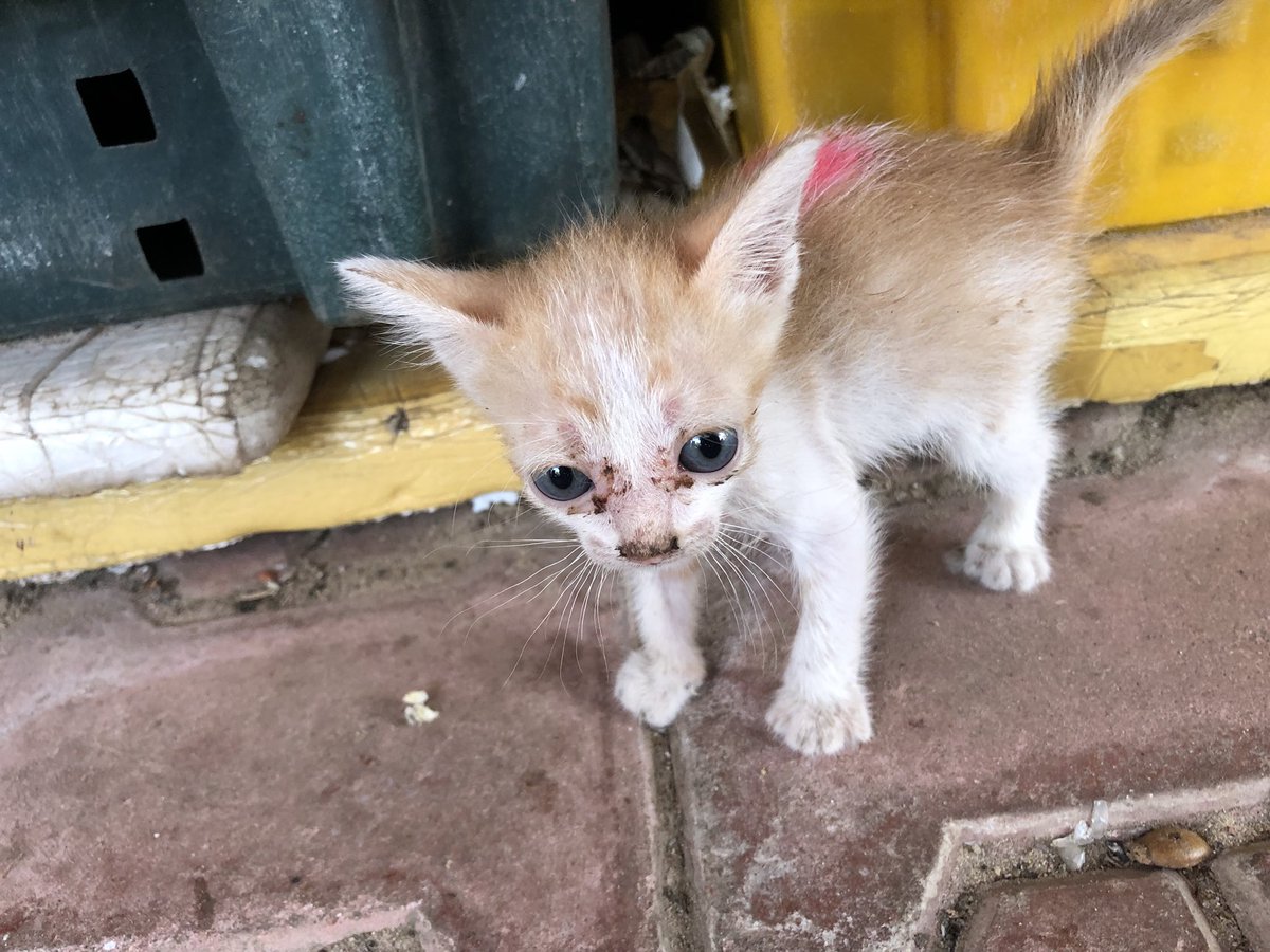 JeremyClarkson's tweet photo. Trump Climate Change Brexit Trump Brexit Climate Change. And here, to complete another perfect tweet, is a baby cat. https://t.co/S8jni1aRdW
