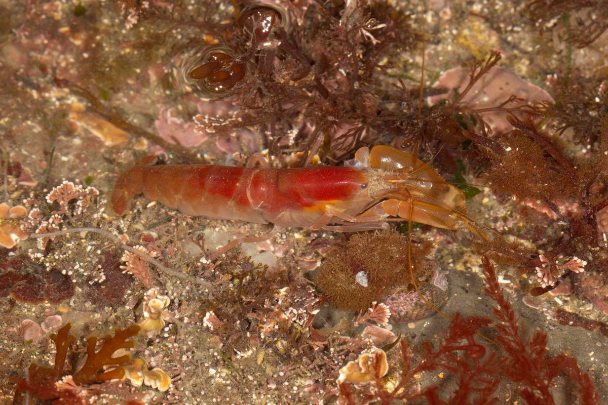 Alpheus macrocheles , Snapping prawn , thought to be the loudest animal in the Ocean , with @Jazeyfantazy , hoping to learn more about them #Prawn #Prawns #Crustacean #Crustaceans #Marinebiology #Dorset #Seashore #wildlifephotography #NaturePhotography #rockpool #shore