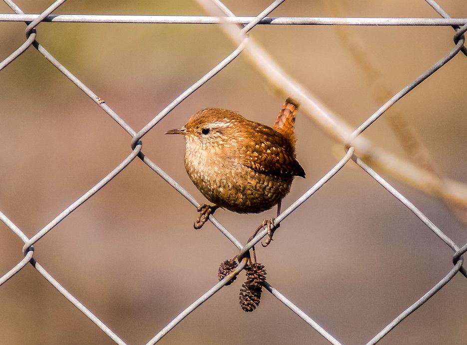 Word of the day: "Zaunkönig" - lit. hedge-king, fence-king; German name for the wren (Troglodytes troglodytes). The wren has an exceptionally loud song; per ounce, it can sing at circa ten times the decibellage of a crowing cockerel &amp; with such power that its whole body vibrates.
