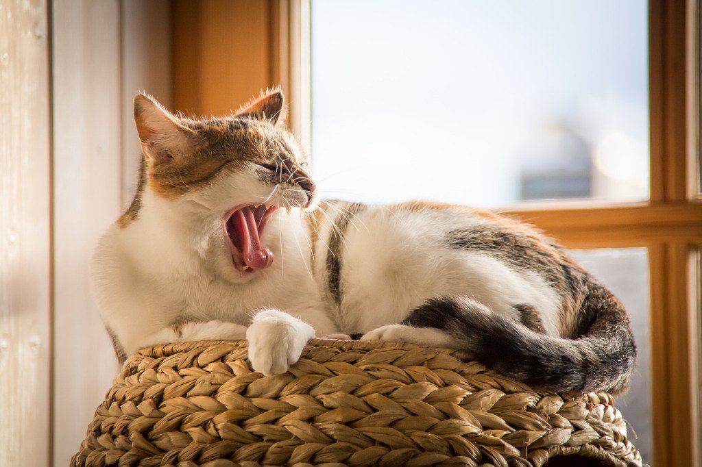 ScanBerlin's tweet photo. Birds do it,
Horses do it
Even crocodiles do it
Let's do it, let's all yawn! https://t.co/8pNjhxxv3t https://t.co/yjipYTCm41
