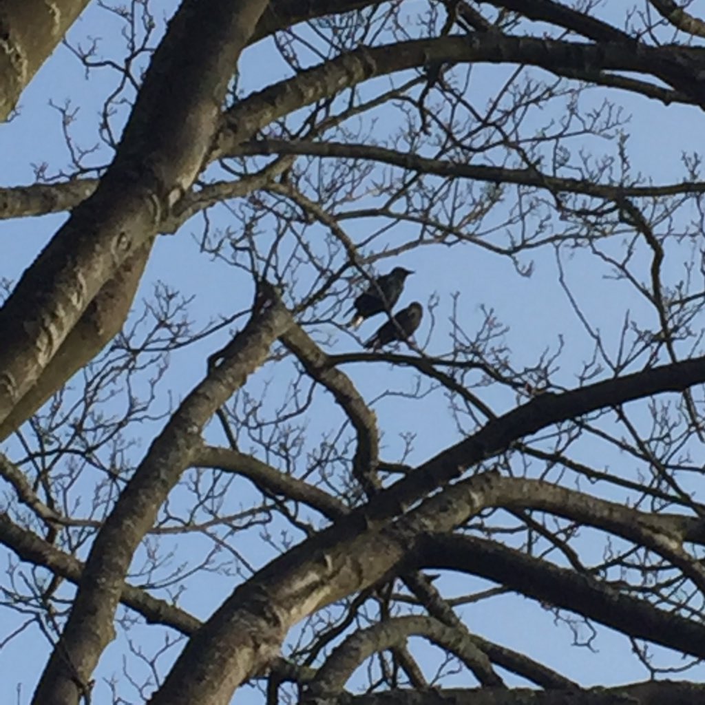Street bird walk on a beautiful day. Nesting and pairing birds all around. Wish you were here.