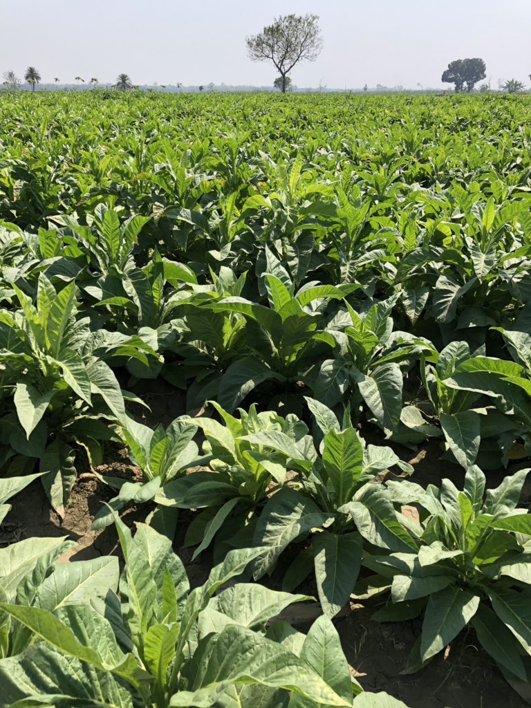 An unforeseen consequence of the wheatblast outbreak of 2016 in Bangladesh is that many farmers gave up wheat and now grow tobacco, with incentives from companies. So a key food crop replaced by a drug, with all the health hazards of curing tobacco too. Awful #openwheatblast