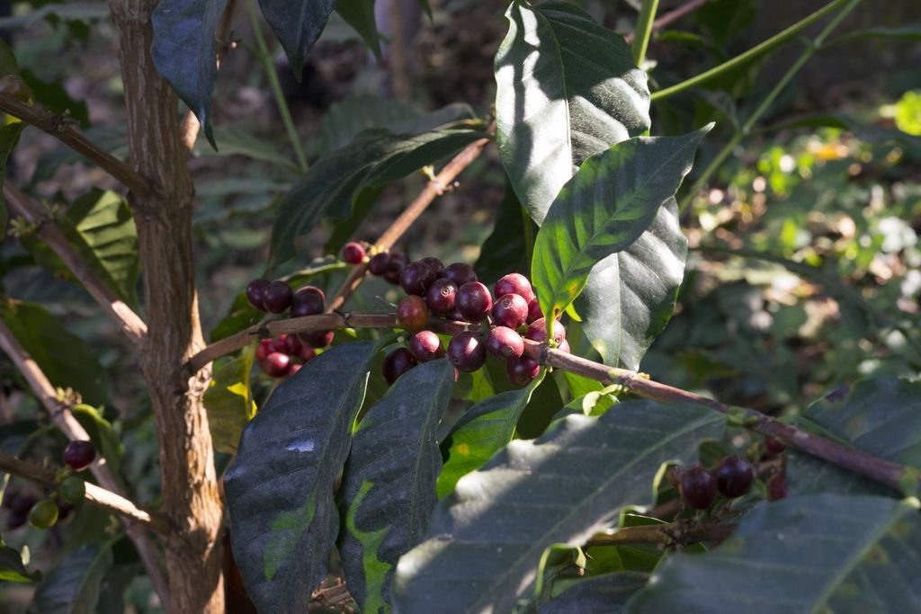 Fernando, the farmer behind KIN + ILK's Finca El Corozo is the most decorated coffee farmer in the world! He also believes in sustainable farming, Corozo is grown organically, fair-trade + Rain Forest Alliance Certified.