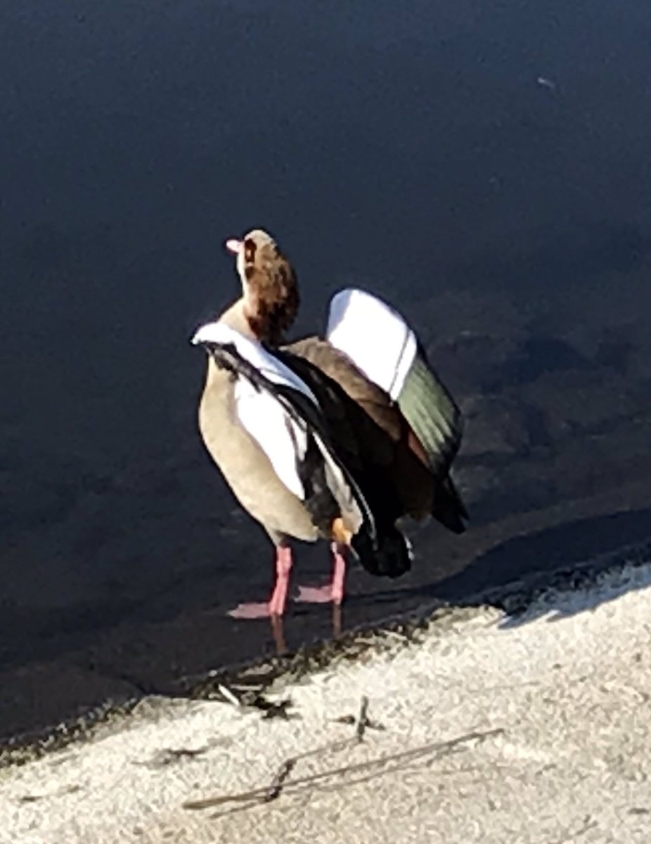 SueBow94's tweet photo. Glorious day and lots of activity at @E17Wetlands #Naturedates #birds including nesting herons and cormorants https://t.co/XI5VRbJ5NI
