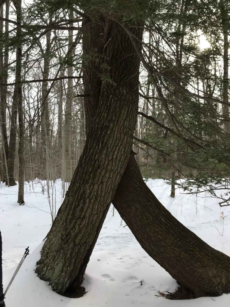 Frozen Branch 25K hardyjonm.wordpress.com/2019/02/24/fro…