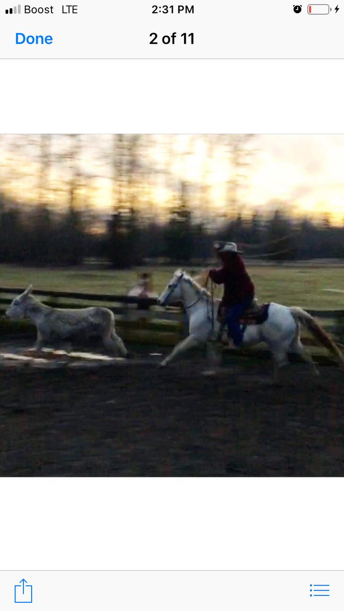 MetcalfPhil's tweet photo. Horses for sale R and R ranch horses email lots nice horses in now ridingNsliding2@gmail.com https://t.co/JecJoa85rH