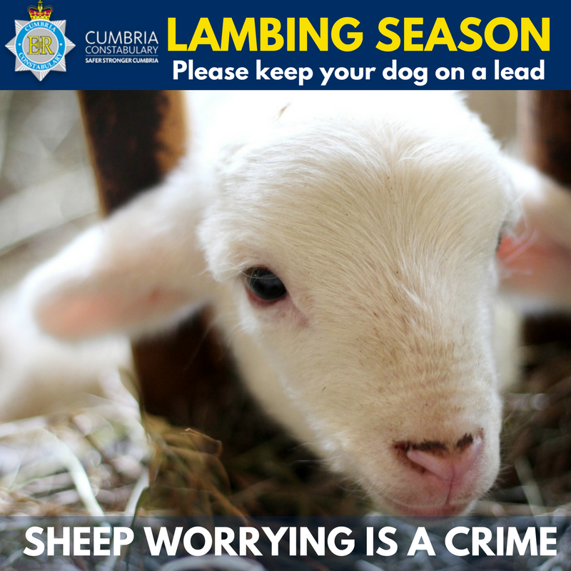 Cumbriapolice's tweet photo. Please keep your dog on a lead. Sheep worrying is a crime. https://t.co/8BtzdUn412