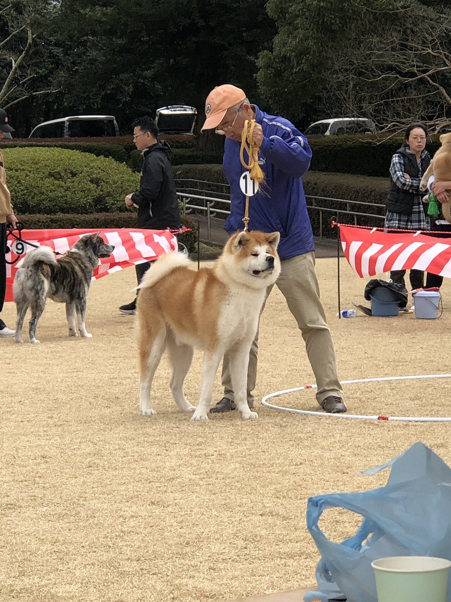 秋田犬 柴犬 山本犬舎 秋田犬展覧会 かっこよくて素晴らしい これぞ日本犬 皆様お疲れ様でした 秋田犬 展覧会 熊本