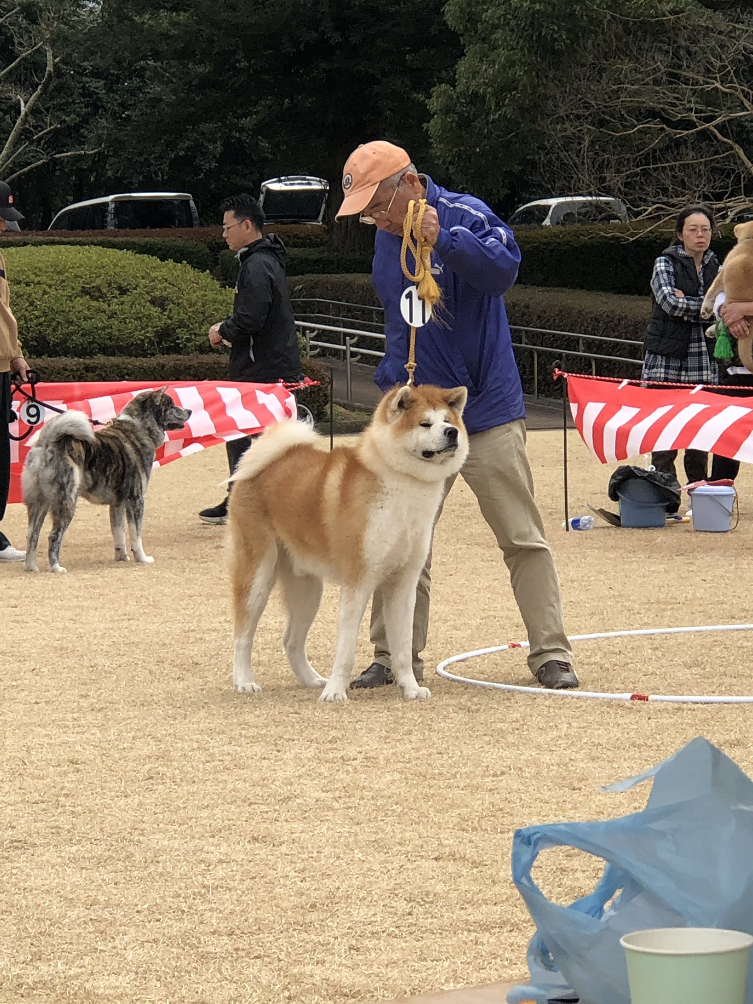 秋田犬 柴犬 山本犬舎 秋田犬展覧会 かっこよくて素晴らしい これぞ日本犬 皆様お疲れ様でした 秋田犬 展覧会 熊本 秋田犬 柴犬 山本犬舎 秋田犬展覧会 かっこよくて素晴らしい これぞ日本犬 皆様お疲れ様でした 秋田犬 展覧会 熊本
