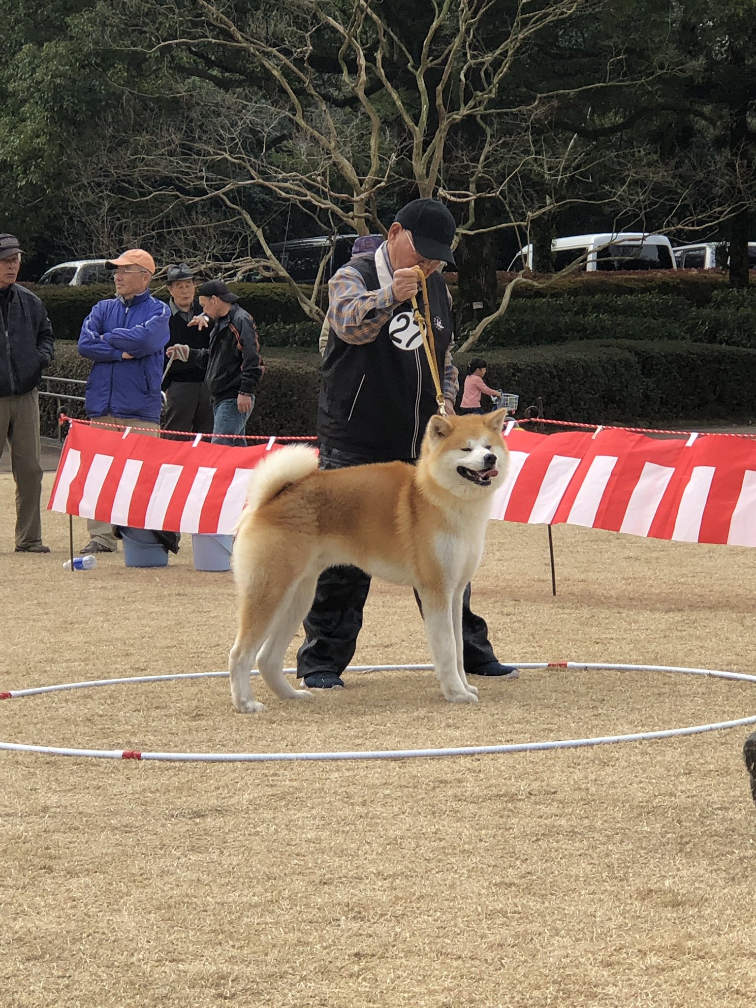 秋田犬 柴犬 山本犬舎 Sur Twitter 秋田犬展覧会 かっこよくて素晴らしい これぞ日本犬 皆様お疲れ様でした 秋田犬 展覧会 熊本 T Co Lxihs330pc Twitter 秋田犬 柴犬 山本犬舎 Sur Twitter 秋田犬展覧会 かっこよくて素晴らしい これぞ日本犬 皆様お疲れ様でした 秋田犬 展覧会 熊本 T Co Lxihs330pc Twitter