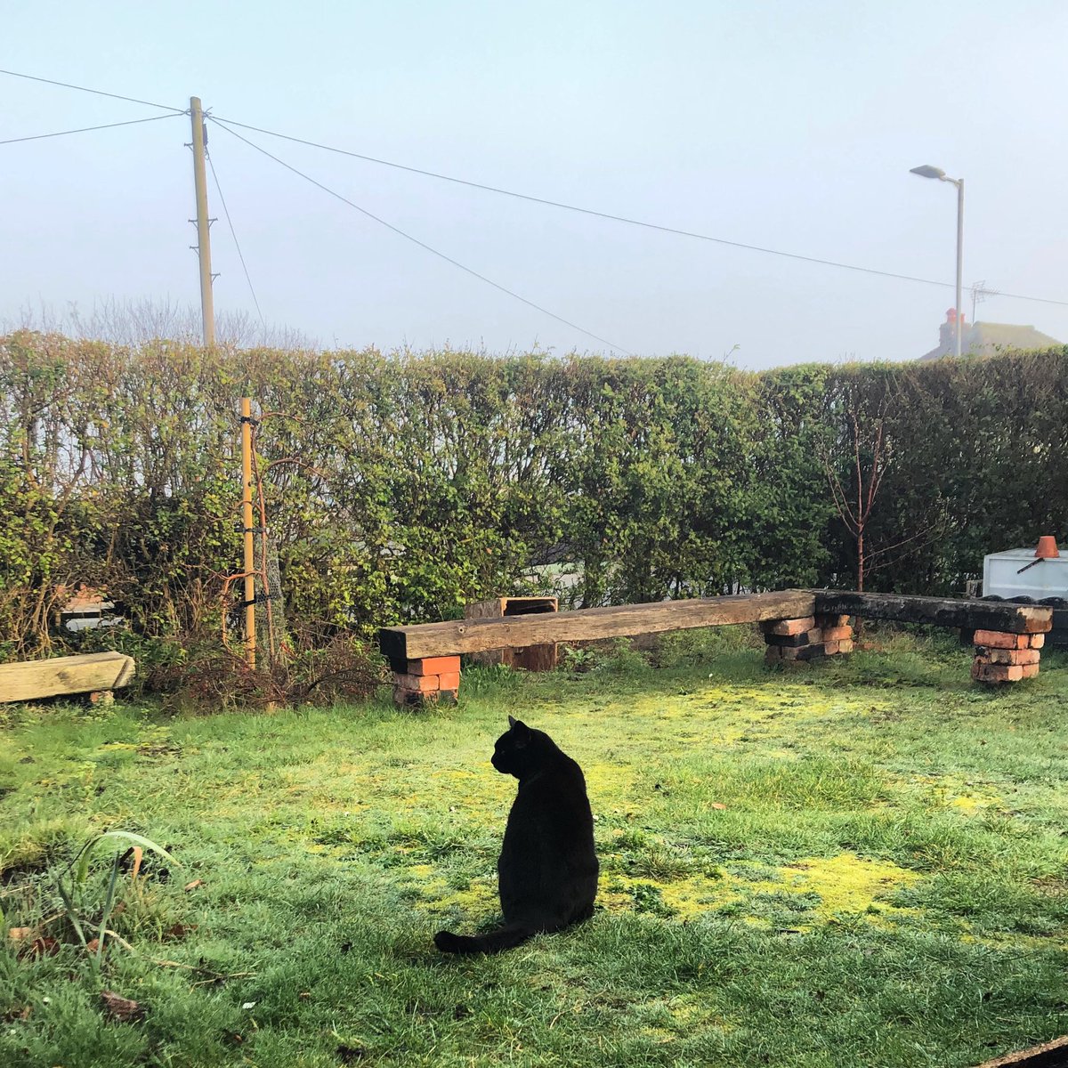 kathrynparry1's tweet photo. Perusing the wild land. #darthcat #Cat https://t.co/U9aMO9VyNo