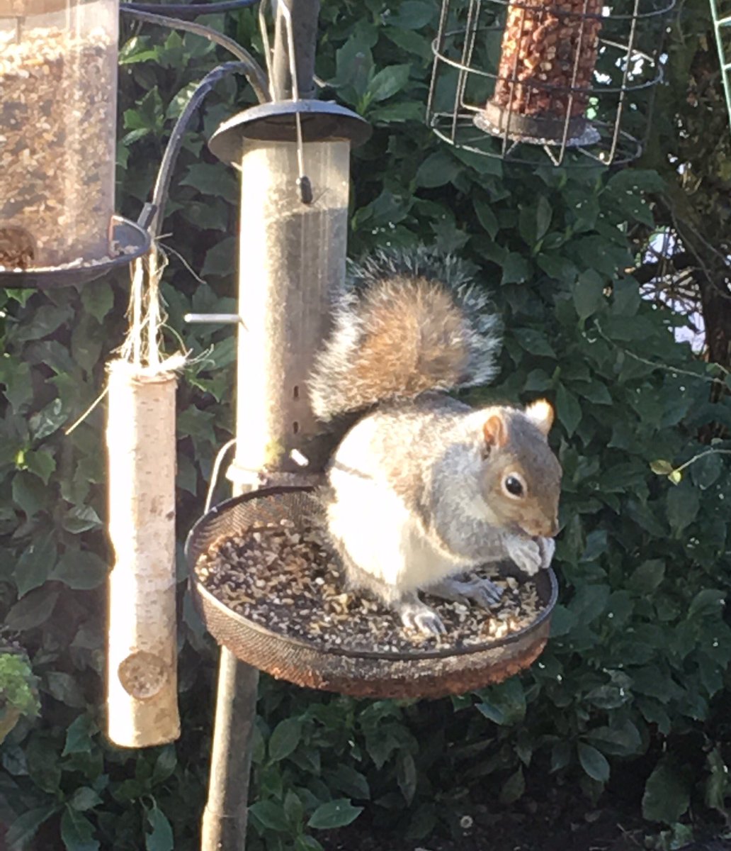Murray The Owl On Twitter Good Morning Twitterati Granny Meg