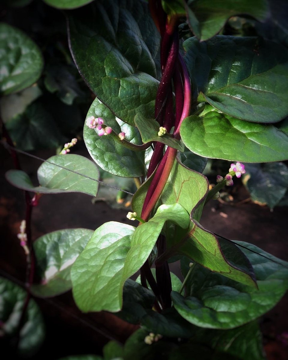 Jennifer Pryke tweet media