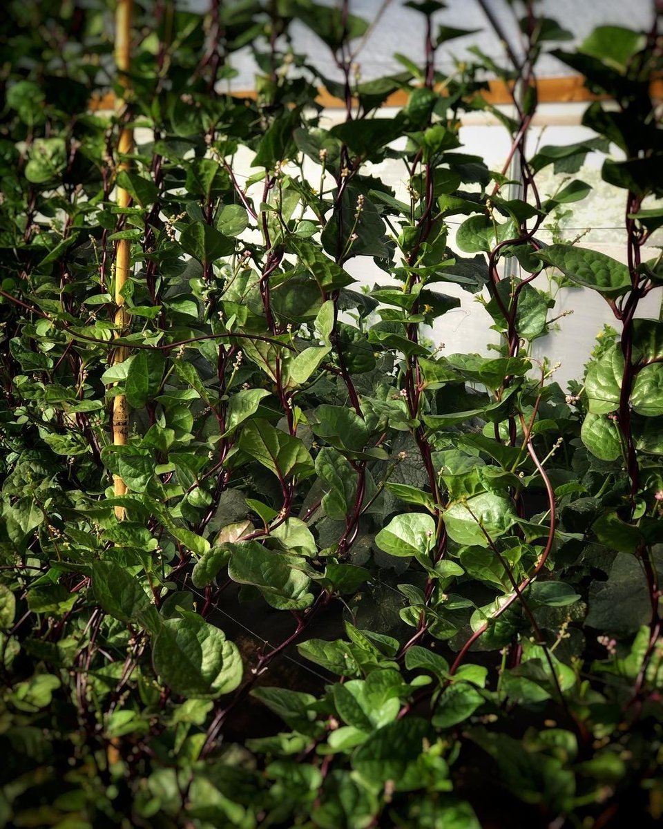 Jennifer Pryke tweet media