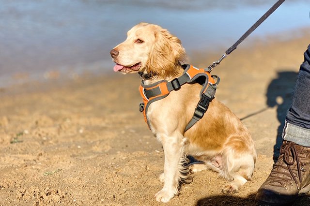 Miss Darcey Puffle Dog goes to the seaside &amp; offers a few safety tips 
missdarceysworld.blogspot.com/2019/02/dogs-d…
#dogslife #dogsoftwitter #dogsarefamily #petblogshare #ruralbloggers