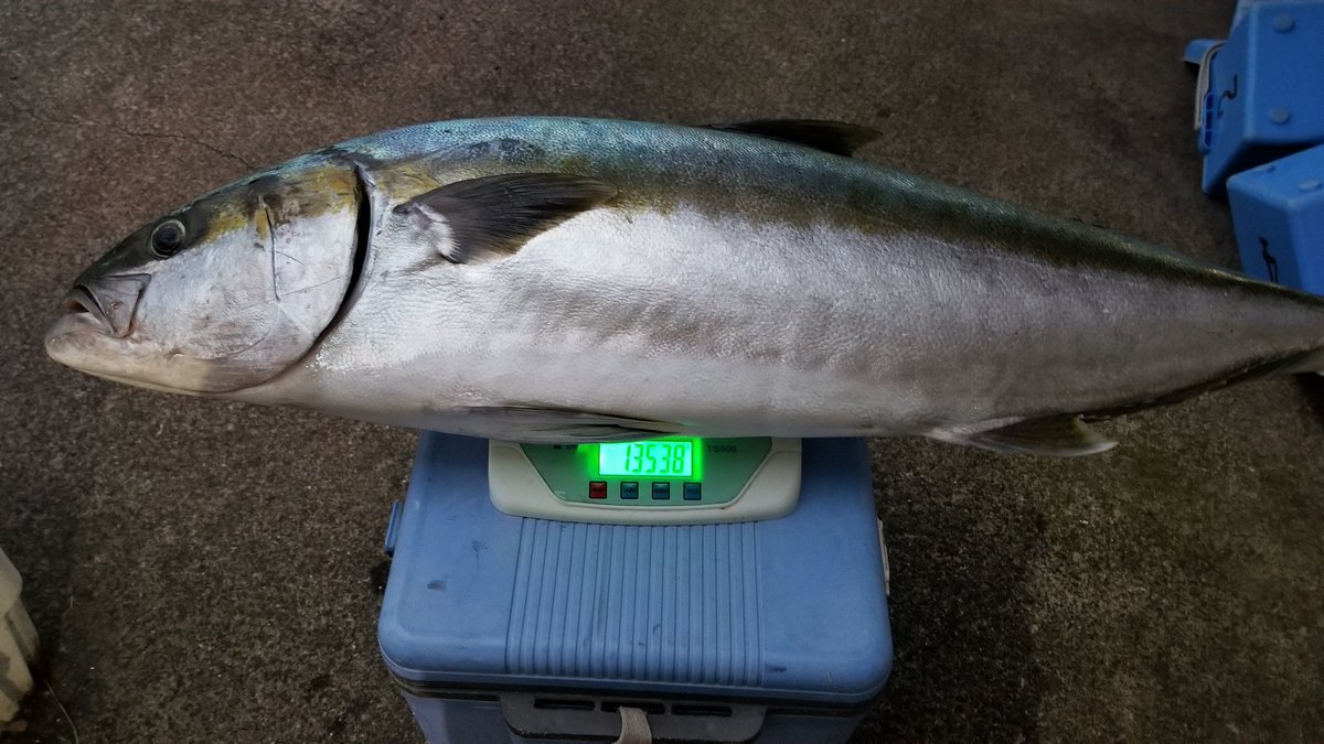 神港つり具 八丈島 على تويتر いつもの小野さん 地磯よりヒラマサget 116cm13 5kgミノーにて 新しいロッドの初おろし釣行 今季よりシングルフックにするとのことです 素晴らしい 八丈島 ルアー ヒラマサ カンパチ T Co 3ux7m7csjw 神港つり具 八丈島 على تويتر いつもの小野さん 地磯よりヒラマサget 116cm13 5kgミノーにて 新しいロッドの初おろし釣行 今季よりシングルフックにするとのことです 素晴らしい 八丈島 ルアー ヒラマサ カンパチ T Co 3ux7m7csjw