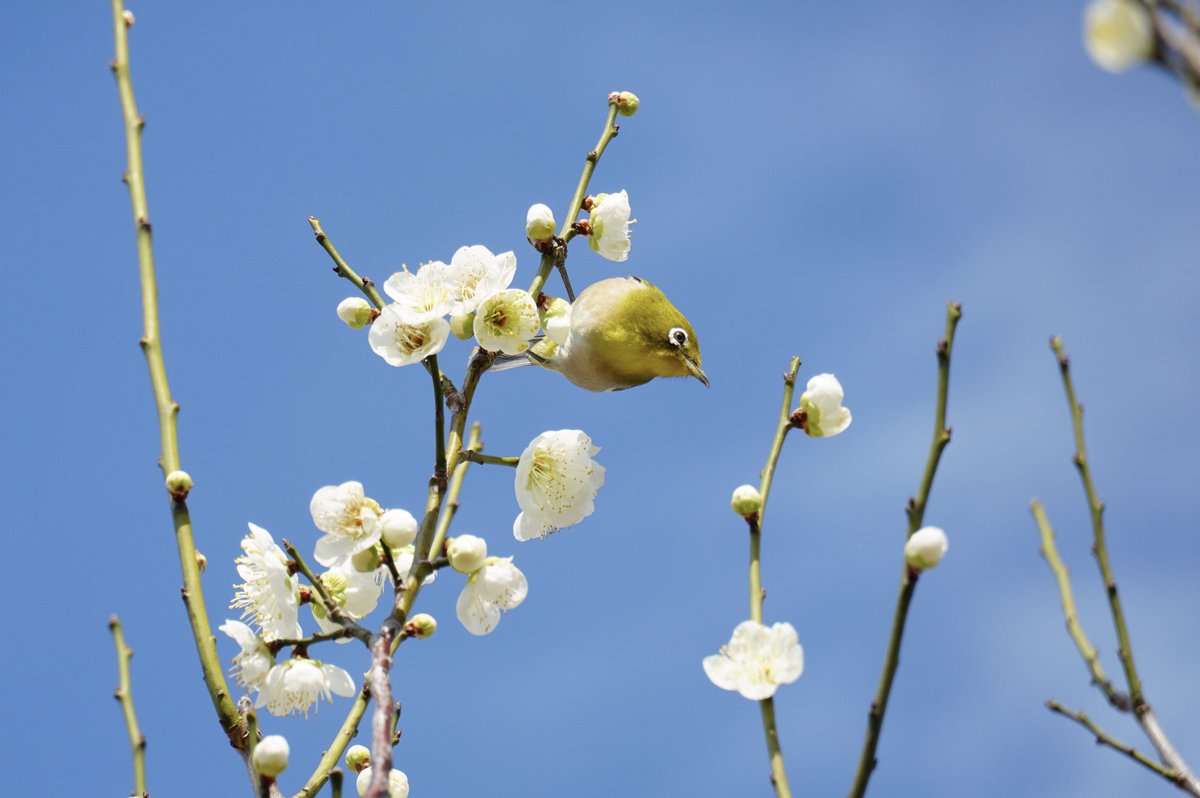 けいじ 山田池公園のメジロさん 梅の花も綺麗でした メジロ 梅の花 野鳥