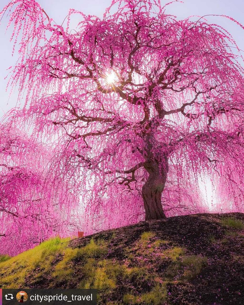 BingojiFree's tweet photo. ピンクの日曜日💖🌸
.
.
#japaneseapp #nhk #japanese #studyjapanese #일본어 #日本語 #japan #lovejapanese #bahasajepun #bahasajepang #ญี่ปุ่น https://t.co/N6CqMdYuGN