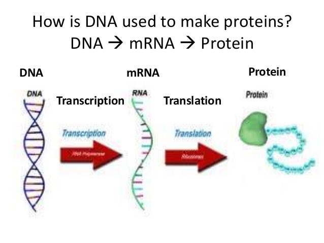 Dna перевод. Dna перевод. транскрипция днк последовательность. Dna letters. Dna transcription.