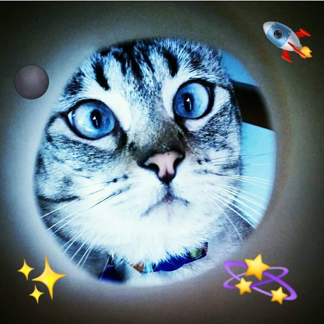 Hi Friends! Look my entry for #moonselfie challenge 😹 Don't I look purrtastic?? 🌕
It was such a fun to create this with only an empty toilet roll 😹🔝
Join this game #CatsofTwitter wish you #catlovers happy Sunday Funday !
Kiss kiss from Riscas❣