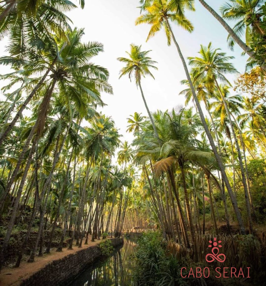 CaboSerai's tweet photo. Our coconut grove is the ideal spot to spend the day with breathtaking views of our white sand beach. Take a dip in the stream or simply lie back and relax while you are served refreshing cocktails
#caboderamabeach #caboderama #caboserai #goanvibes #view #resort #coconuttrees🌴 https://t.co/mT7faqKzm1