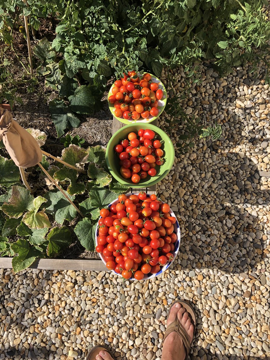 winemakerbv's tweet image. Homegrown harvest (less than a week) Anyone hungry?? #Tomatoes #Barossa #terroir