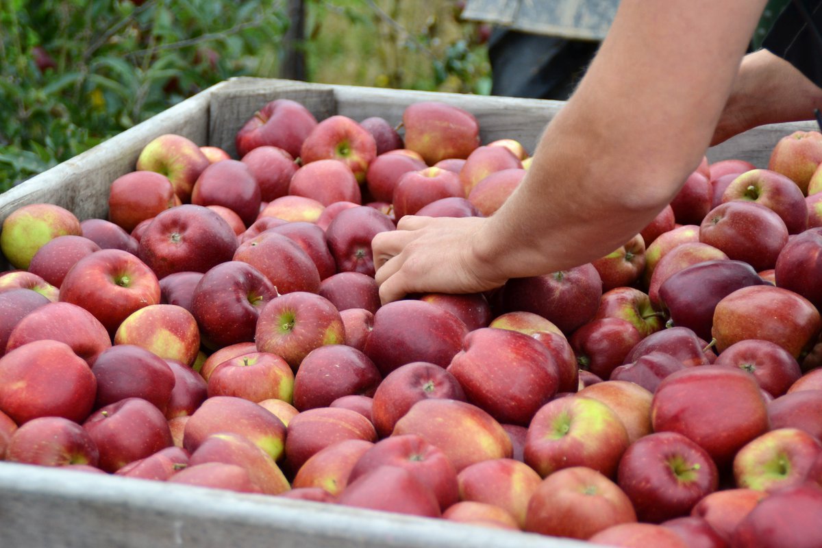 GBApples's tweet photo. With hundreds of apple varieties grown in the UK, there's at least one to suit everyone’s taste buds - even more reason to add an apple a day 🍏 🍎 https://t.co/Z3Sr9vqUpw