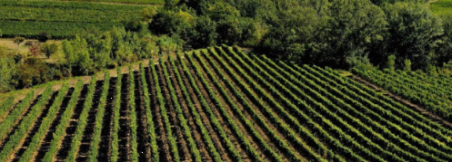 vinetsociete's tweet photo. Comment les technologies #digitales peuvent aider à construire une meilleure expérience #oenotouristique ? Toutes les réponses sont dans le livre blanc du #Vinocamp : https://t.co/ujiNEg5kT1 https://t.co/WiFFo5cbOC