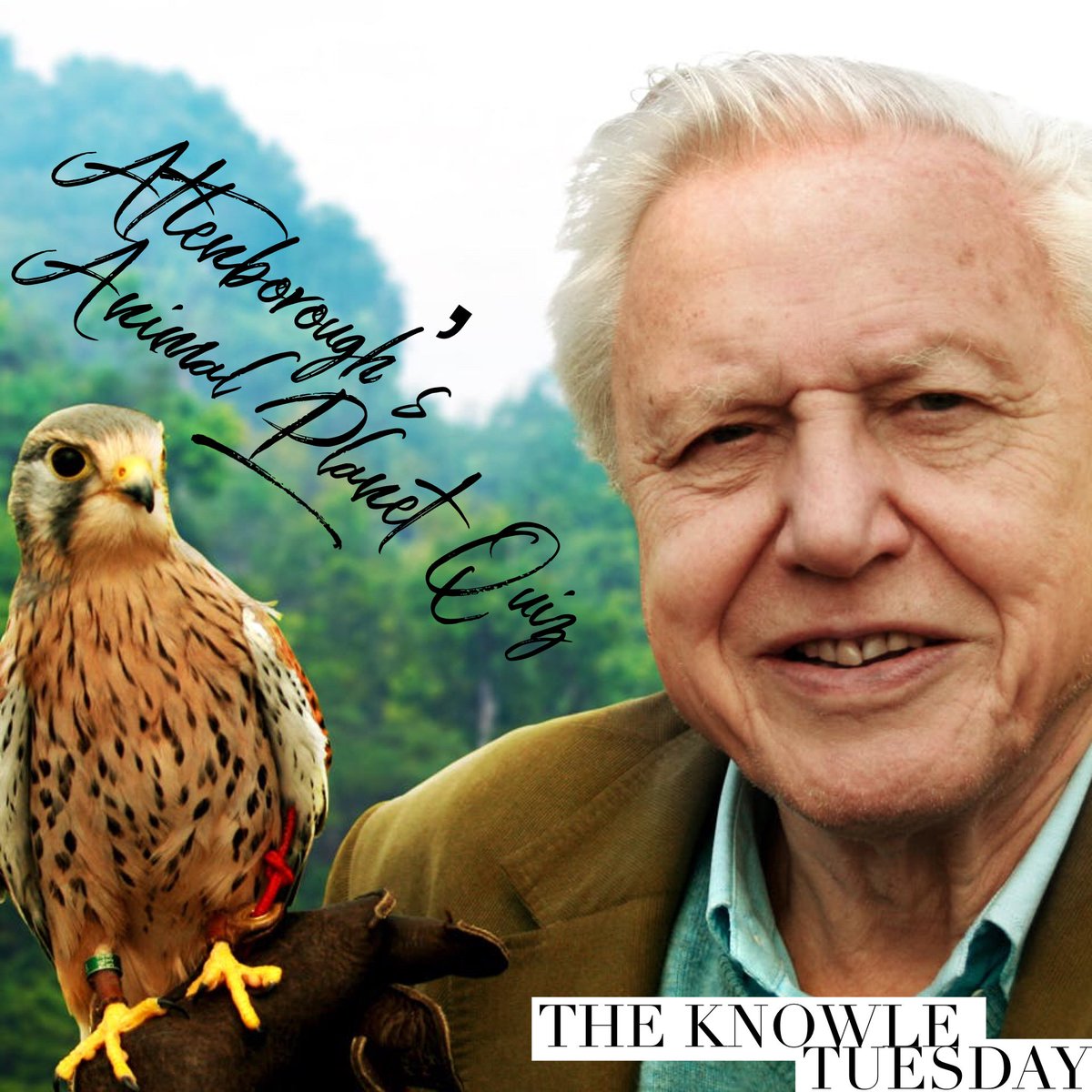 QuizzicalQuiz's tweet photo. Who’s joining us on Tuesday at @theknowlepub in #Bristol for Attenborough’s #Animal #Planet #Quiz? 8pm start with #BarTabs & #Wine to be won https://t.co/ZfbaCBiSSB