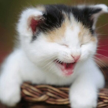 shinee as cats (@shineekittens) on Twitter photo 