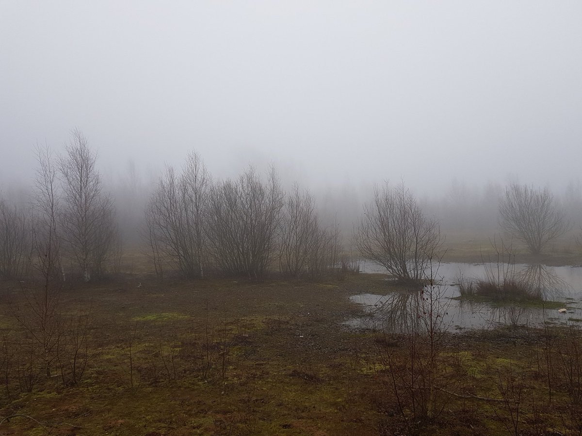 Foggy on Hatfield moor this morning. Will we be able to see the wood from the trees, and trees from the fog? <a href="/IoAHC/">IoAHC</a> <a href="/HHLWildscape/">Project 'Wildscape'</a>