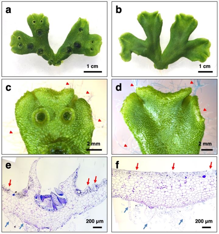 online biological