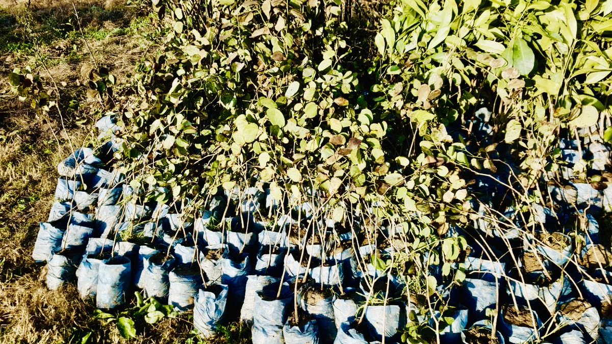 aminattock's tweet image. Boy Scouts at work for 10 #BillionTreeTsunami during #Plant4Pakistan week