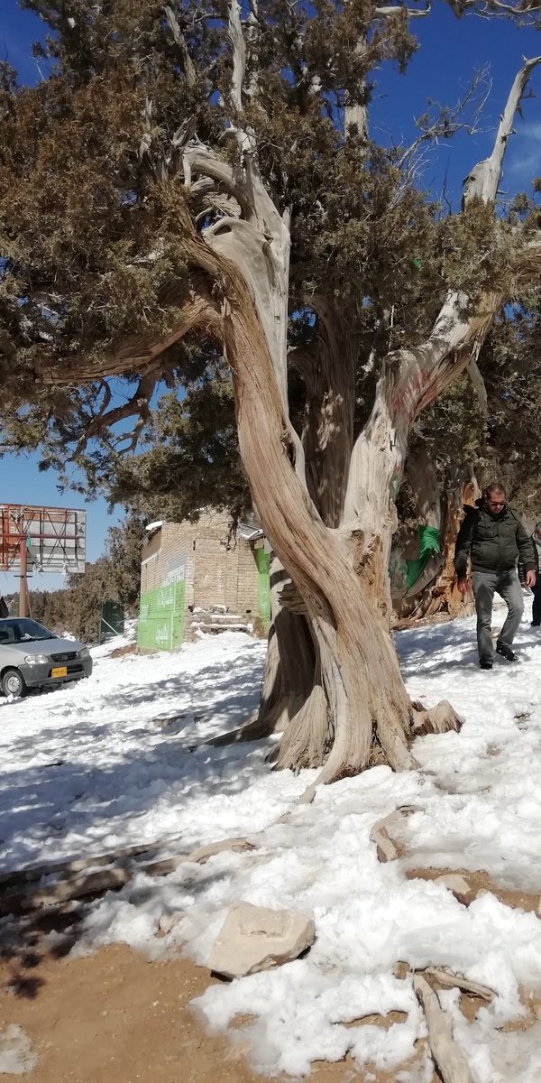 H_deswali's tweet photo. juniper trees... beautifull balochistan #quetta #balochistan #ziyarat #junipertrees #beauty #snow https://t.co/JR9taH7xew