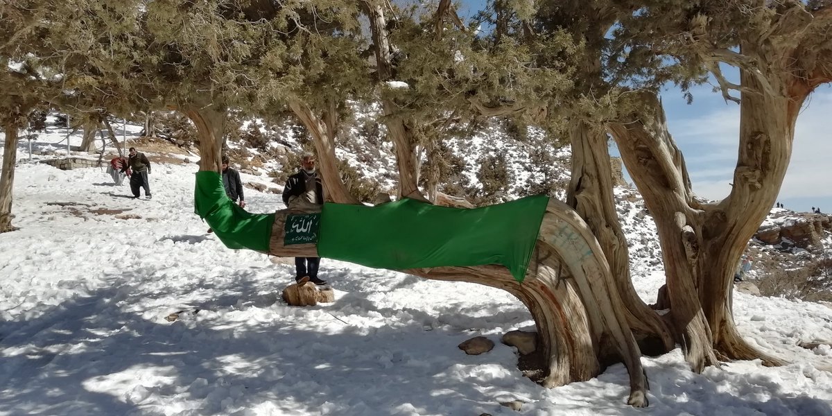 H_deswali's tweet photo. juniper trees... beautifull balochistan #quetta #balochistan #ziyarat #junipertrees #beauty #snow https://t.co/JR9taH7xew