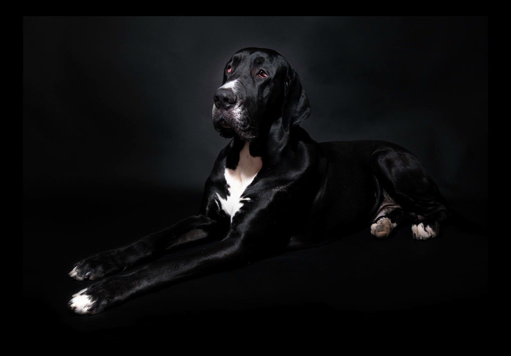 WorldlnFocus's tweet image. Memories of Cole- the beautiful Great Dane we lost in 2017. A studio shoot we did with him ❤️ #petphotography #greatdanelove #petsinstudio