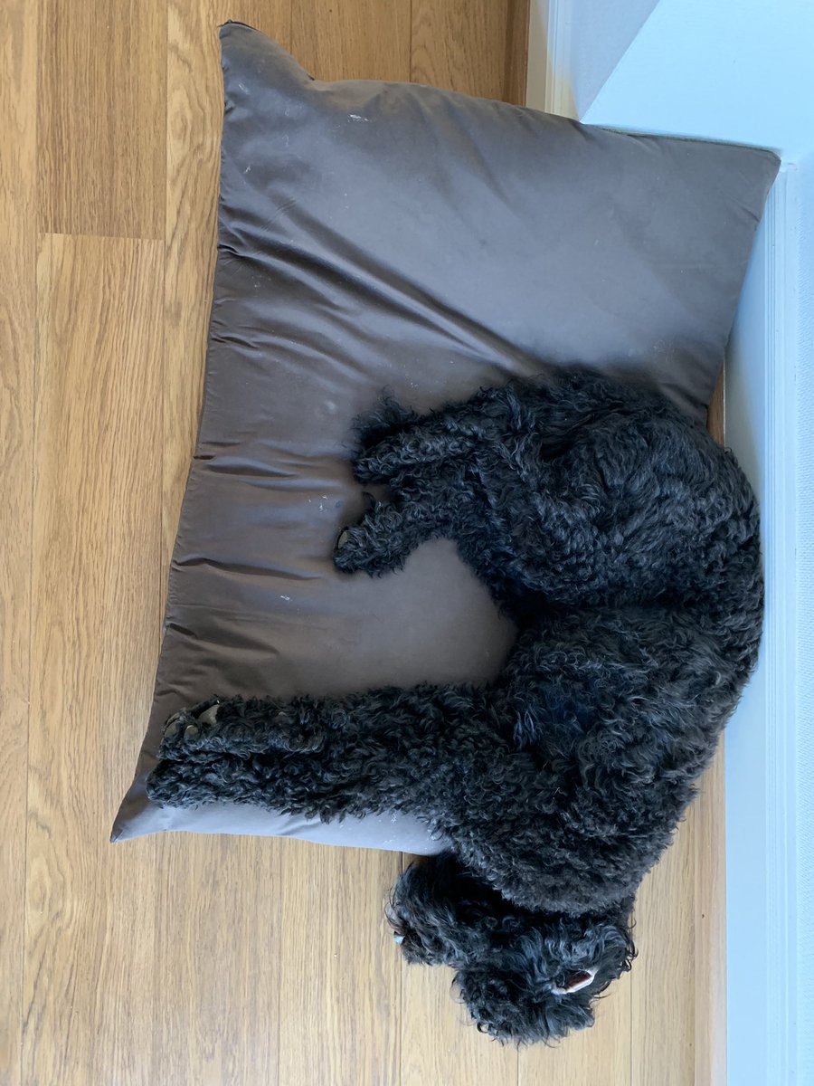 BarbetFamke's tweet photo. Lekker slapen #sleep #dog #hond #barbet #kussen #rustmodus https://t.co/QfnbYnsYg4