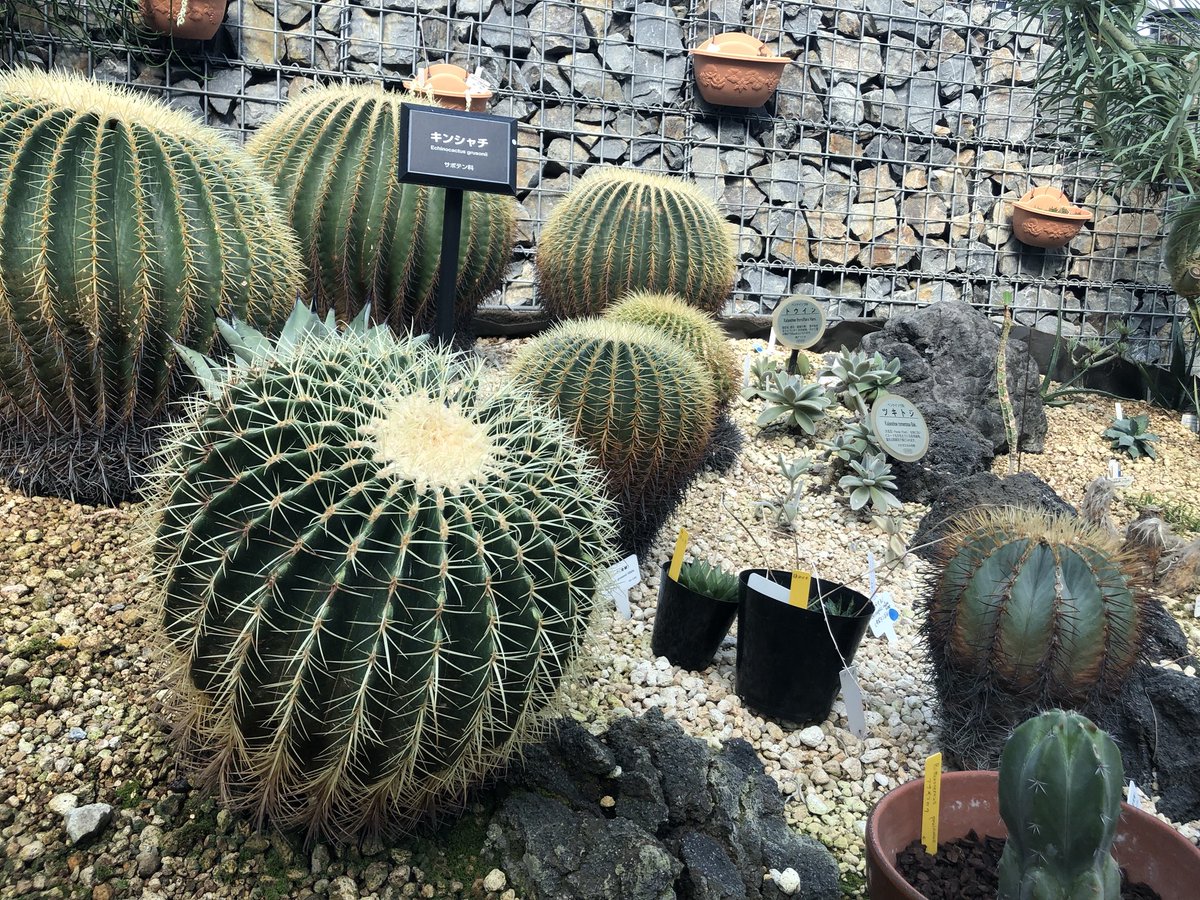 hana_aniki's tweet photo. My mother was asking me how I’m doing, so I sent this picture along with some of what I’ve done today. Her answer (tl from Finnish):
“Nice. Those kind of cacti are called ‘mother-in-law’s seat’ here 🌵🤣”
Did I... actually inherit some Fuji tendencies from her? 😂 🌵 #fujilife https://t.co/Wo8JKCnTJE