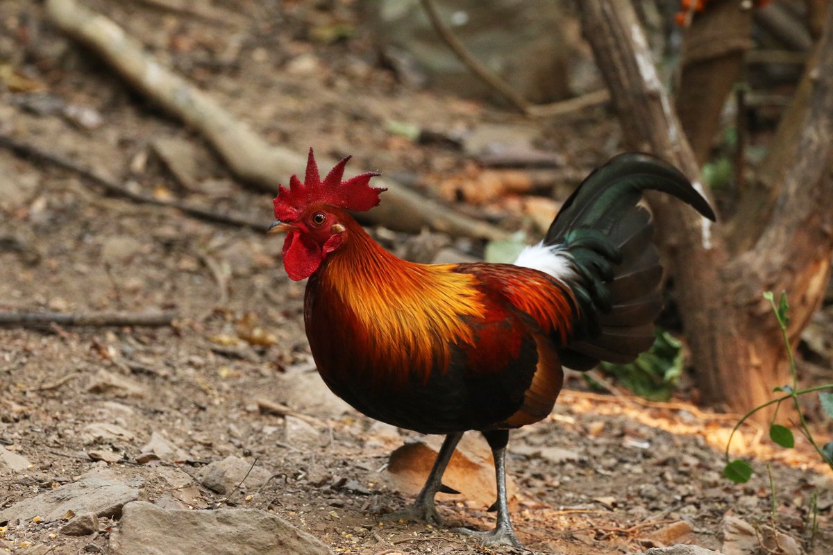 しん セキショクヤケイ Red Junglefowl 正真正銘の野生のニワトリ めっちゃ美しかった 結構数は居るみたいで林縁部に群れで出てきている姿なんかも何度か見ました しん セキショクヤケイ Red Junglefowl 正真正銘の野生のニワトリ めっちゃ美しかった 結構数は居るみたいで林縁部に群れで出てきている姿なんかも何度か見ました