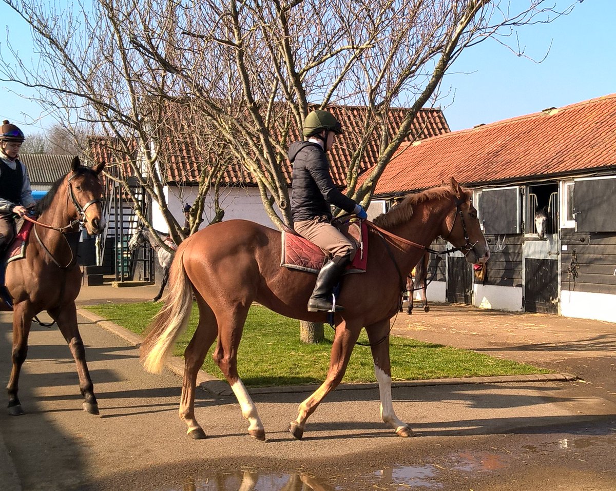 allanbloodlines's tweet photo. #HintleshamRacing's new 2yo #FlyingStandard goes up Warren Hill for the first time with a spring in his step in amazing February warmth and sunshine #impressive #noBeastfromtheEast https://t.co/tKUnQnq4HQ