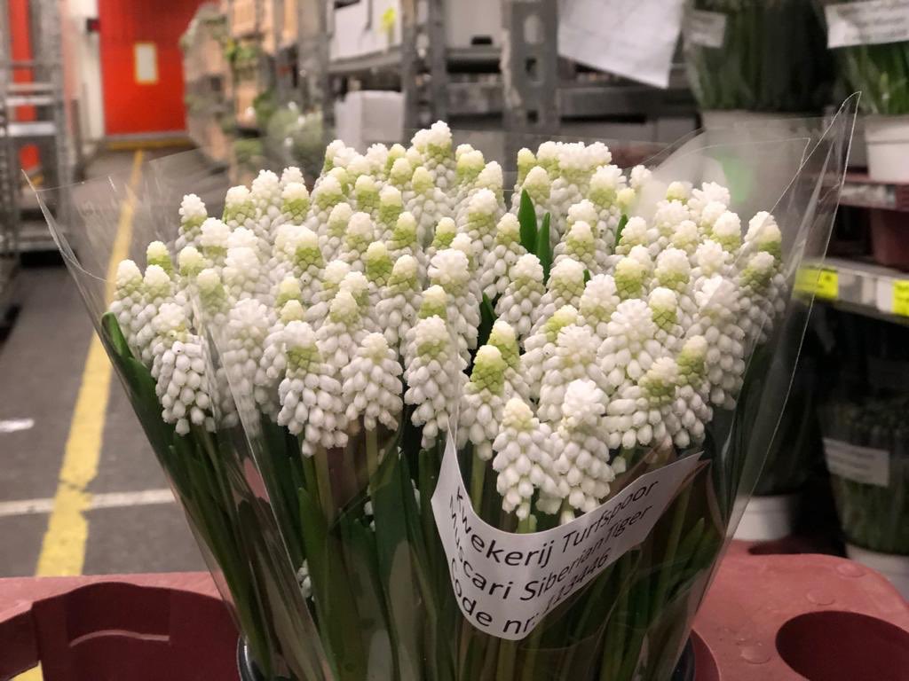 Doorgebloeide Seringen per Tak ! Seringen hout om mee te spelen ! Pastel gyps, gekleurd gyps en gedroogd gyps in kleur ! Muscari Siberian Tiger ! Het iw weer niet saai in Nederland Bloemenland ! Fijne zondqg gewenst !