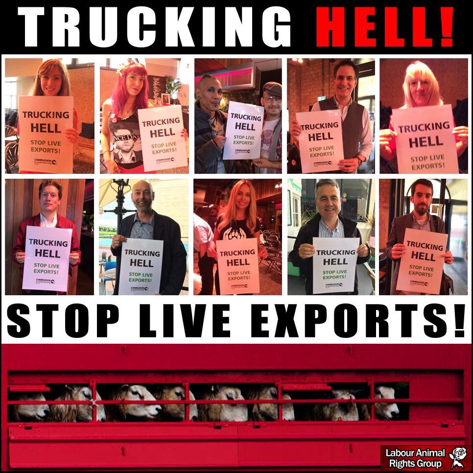 Gwenvev's tweet photo. @aggirlgang @alansattler74 @annbritton @KMulvahil @BoutaNT1976 It‘s worldwide & not going away
#hooknothoof
#stopthetrucks
#veetransport
#Tiertransporte
#LesAnimauxNeSontPasDesMarchandises
#animalsarenotfreight
#glianimalinonsonomerce
#banliveexport
#stoplivetransport
#shiptohell
#Langstreckentransporten
#NãoExportemVidas https://t.co/rRqhkLiilt