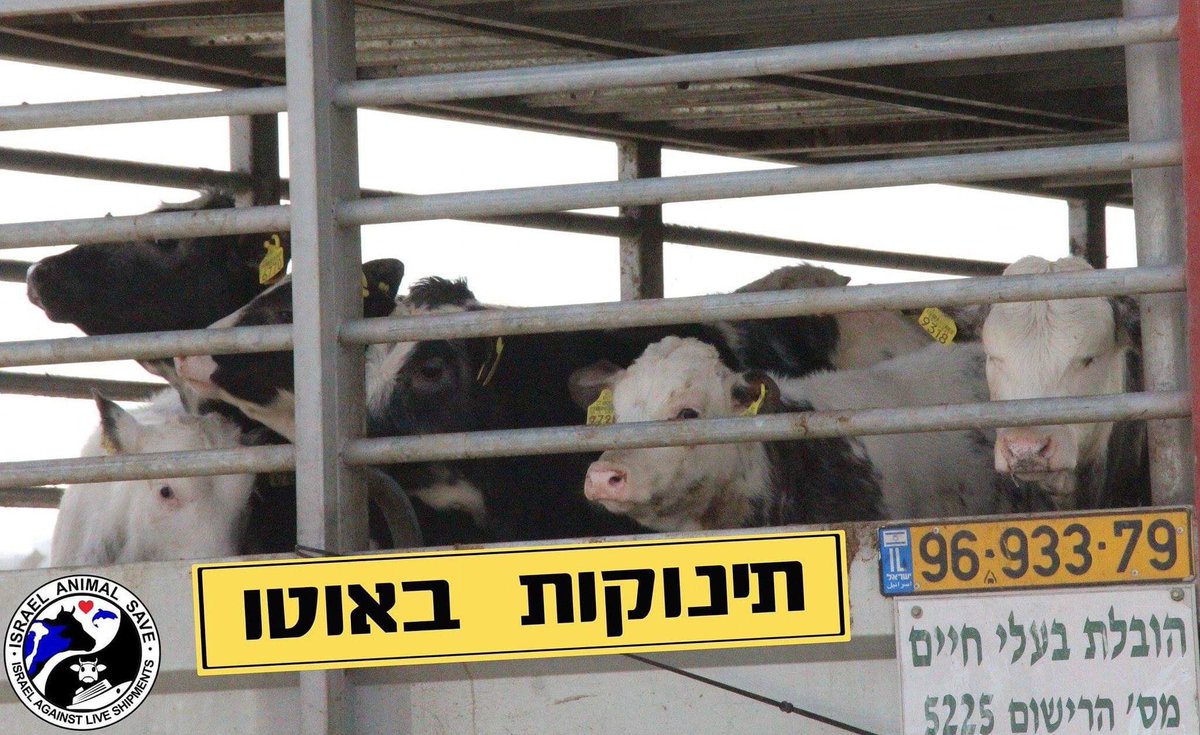 Gwenvev's tweet photo. @aggirlgang @alansattler74 @annbritton @KMulvahil @BoutaNT1976 It‘s worldwide & not going away
#hooknothoof
#stopthetrucks
#veetransport
#Tiertransporte
#LesAnimauxNeSontPasDesMarchandises
#animalsarenotfreight
#glianimalinonsonomerce
#banliveexport
#stoplivetransport
#shiptohell
#Langstreckentransporten
#NãoExportemVidas https://t.co/rRqhkLiilt