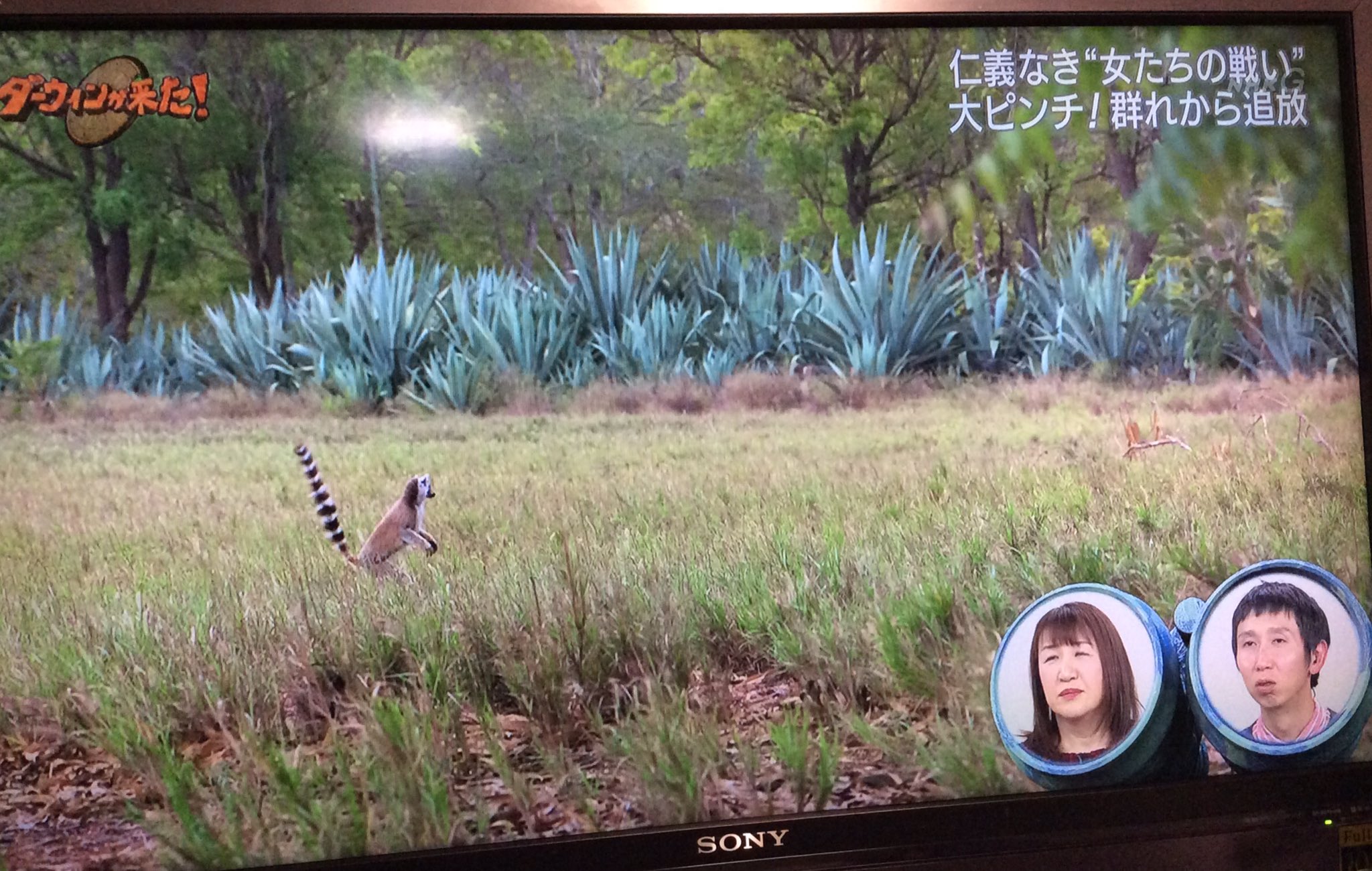 Iz Nhk Darwin ワイプ芸人のうるさい声 子どもが激怒しています うわーー えーーー って邪魔すぎる 民放みたいな改悪は二度とやらないでください ダーウィンが来た T Co 4xtwhirv7b Twitter