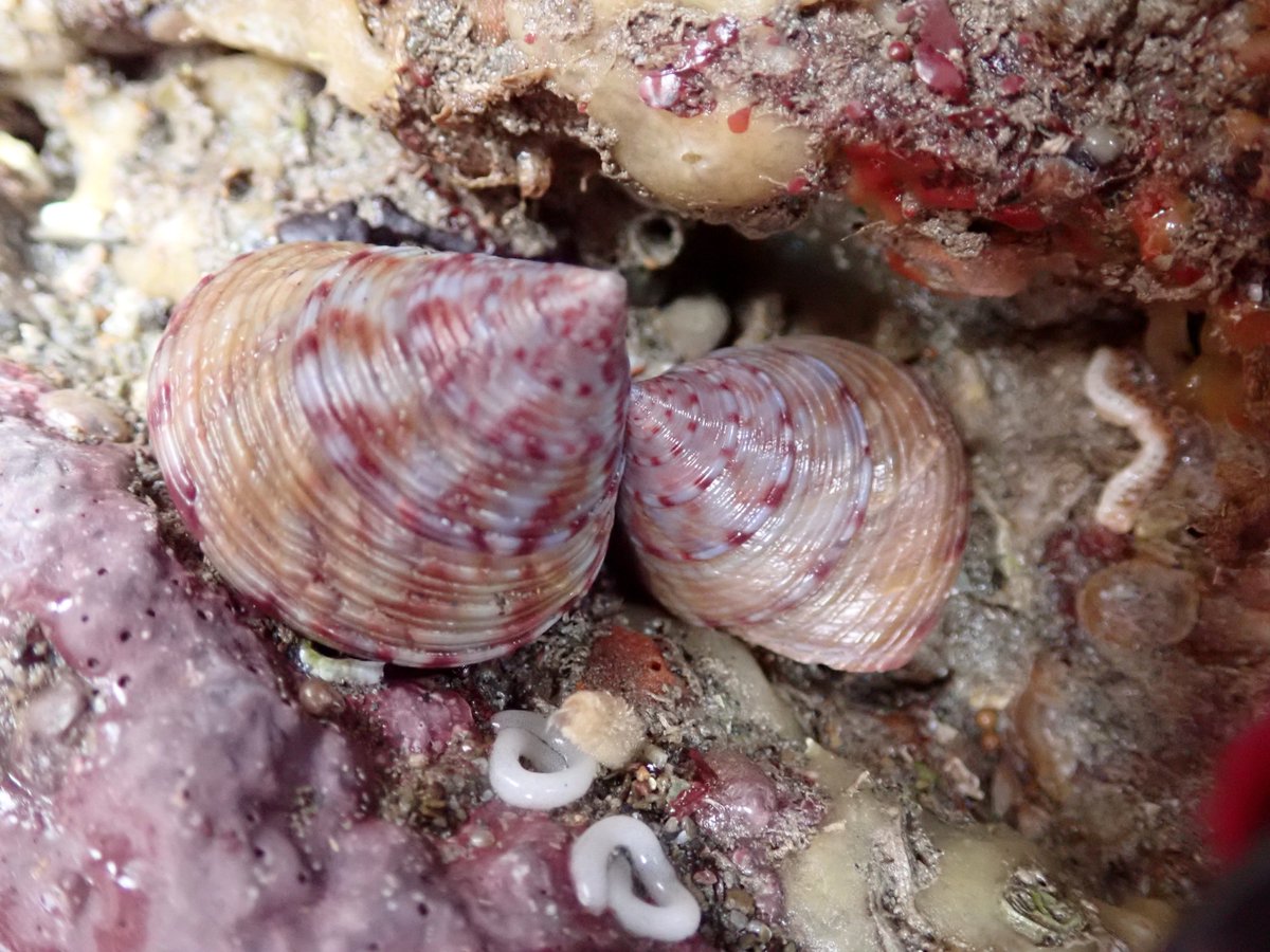 Heather Buttivant tweet media