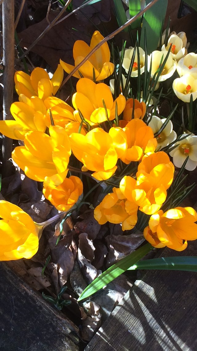 Abundancy , genieten of klimaatgedachte? Het is er beide