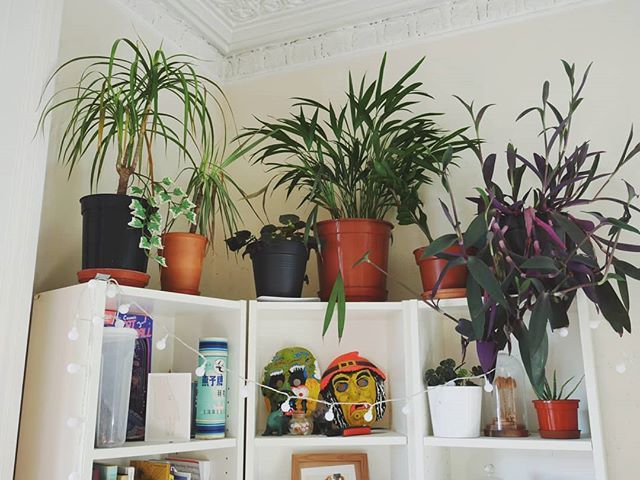 Happy Sunday everyone, here's a little green corner of our flat 🌿🌱🌷
.
#jungalowstyle #urbanjungle #houseofplants ift.tt/2EsDviC