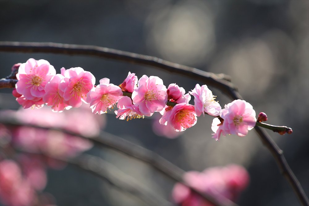 Weeping plum trees 
しだれ梅
撮影日：2019/02/24
撮影地：平塚市総合公園